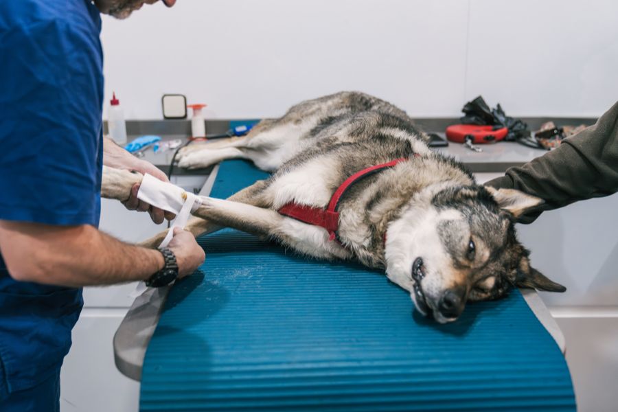 Dog Cruciate Ligament Surgery