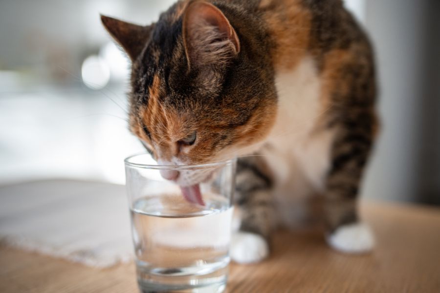 Cat Diarrhea With Blood
